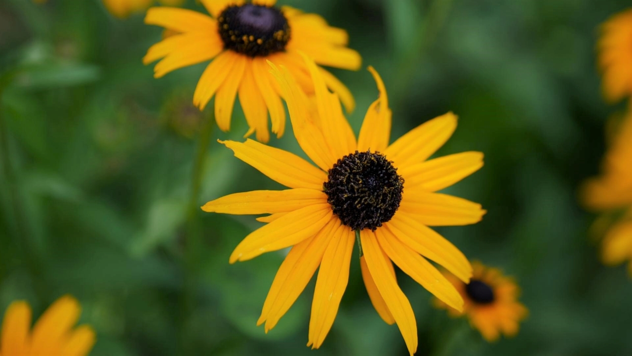 Black-eyed Susan is beautiful in the landscape or in a vase